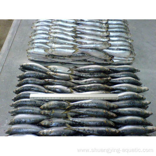 Frozen Sardine Whole Round Lighting Caught Fish 80-100g